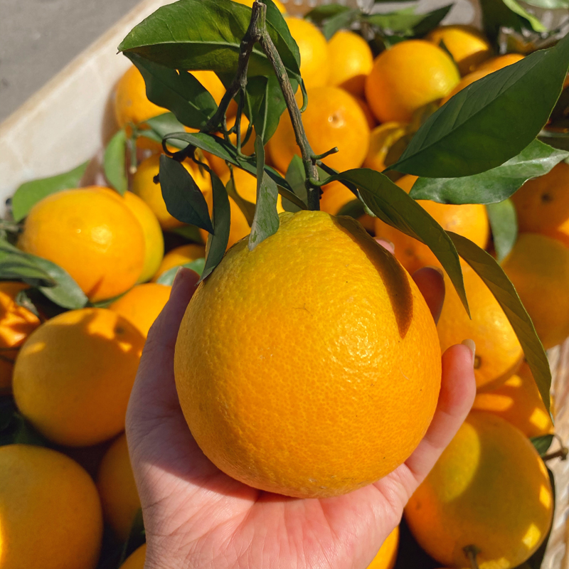 正宗江西赣南脐橙新鲜橙子水果赣州荷尔特级橙