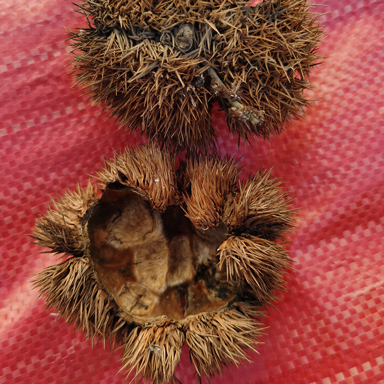 中草药原料1斤板栗带刺球壳风栗壳刺球板粟刺即食板栗