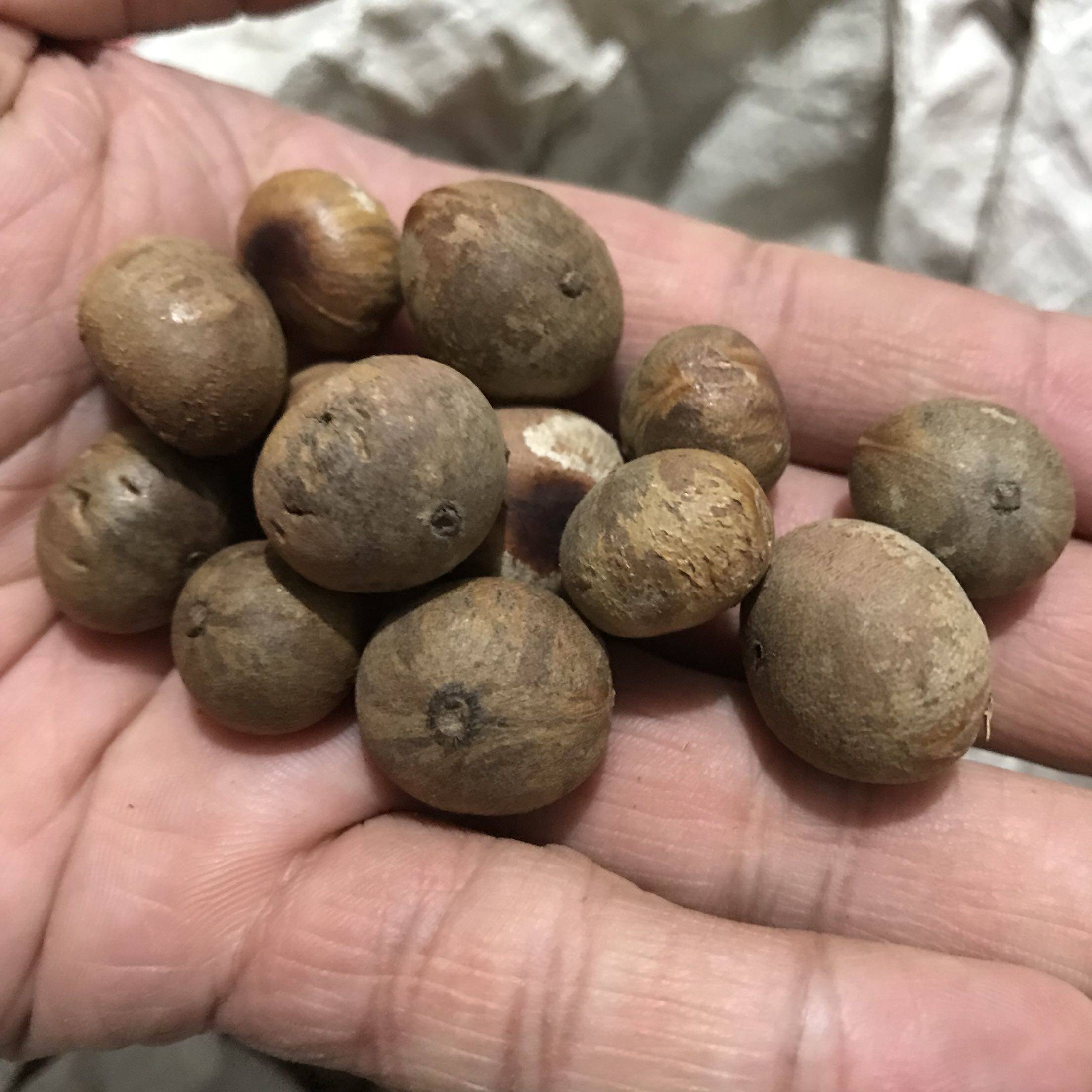 天然佛眼菩提提子原籽佛珠手链配珠按斤批厂家佛珠