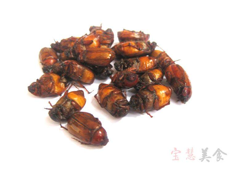 包邮2021新鲜瞎眼油壳黄色金龟子甲壳虫虫子昆虫其他食品