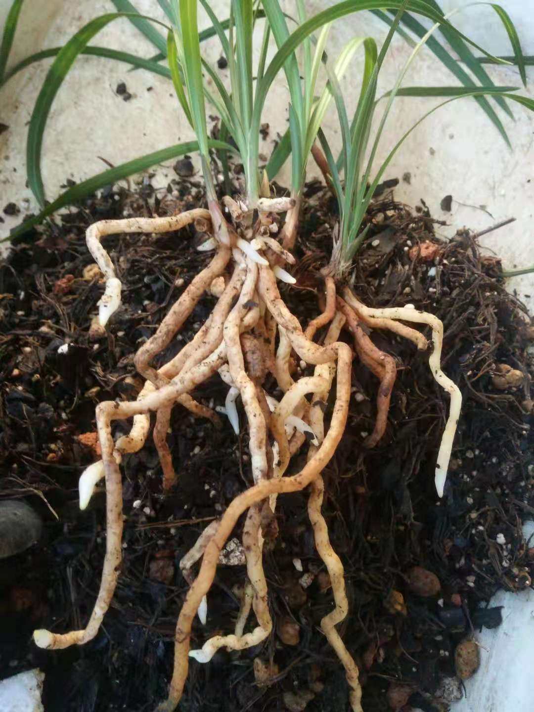 西风习兰芽根多兰花土兰花植料含兰菌土10公斤蝴蝶兰植料52升石斛