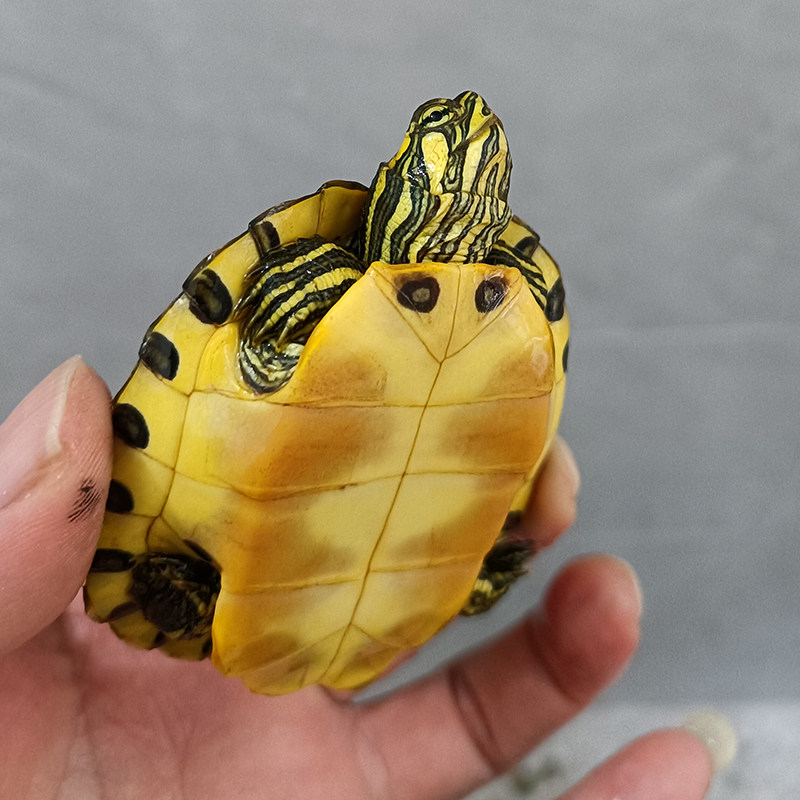 黄耳龟深水鱼缸混养吃粪适合家养小乌龟活物玄武龟