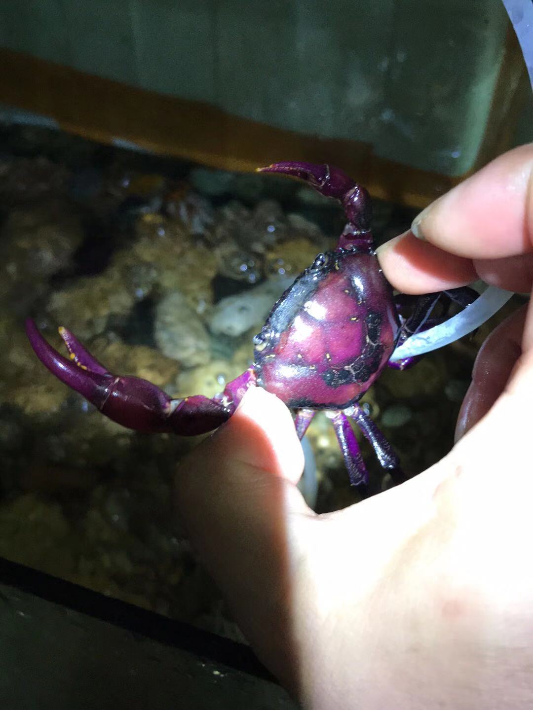 原生态螃蟹宠物活体好养紫蟹观赏束腰蟹溪淡水蟹
