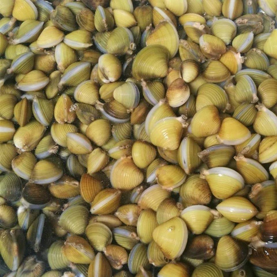溪蚬宠物观赏水族小型原生黄金冷水淡水活体螺