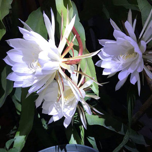 孔雀植物昙花花苗花卉盆栽观花室内带花浓香绿植