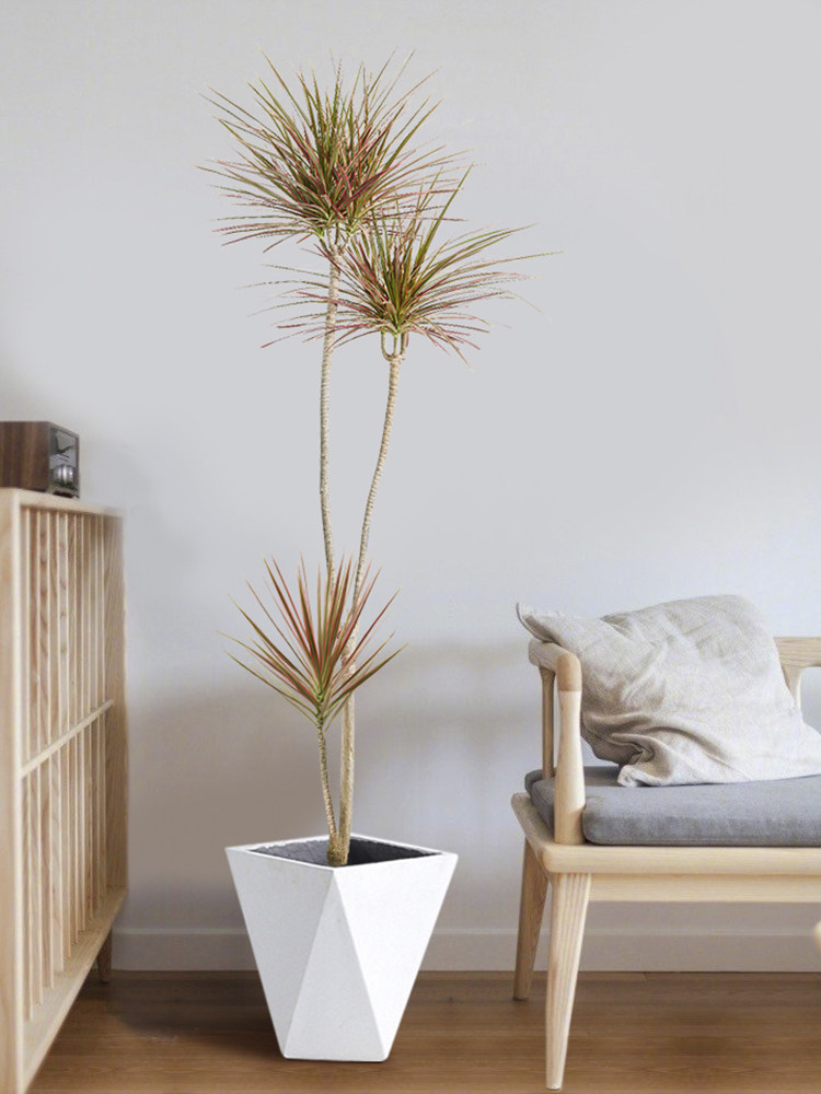 千年盆栽红叶老桩龙血三色铁马马尾植物室内外绿植