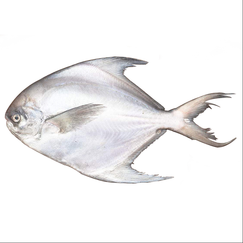 鲳鱼舟山新鲜海东海鲜活白鳞野生小平平鱼冷冻鲳鱼