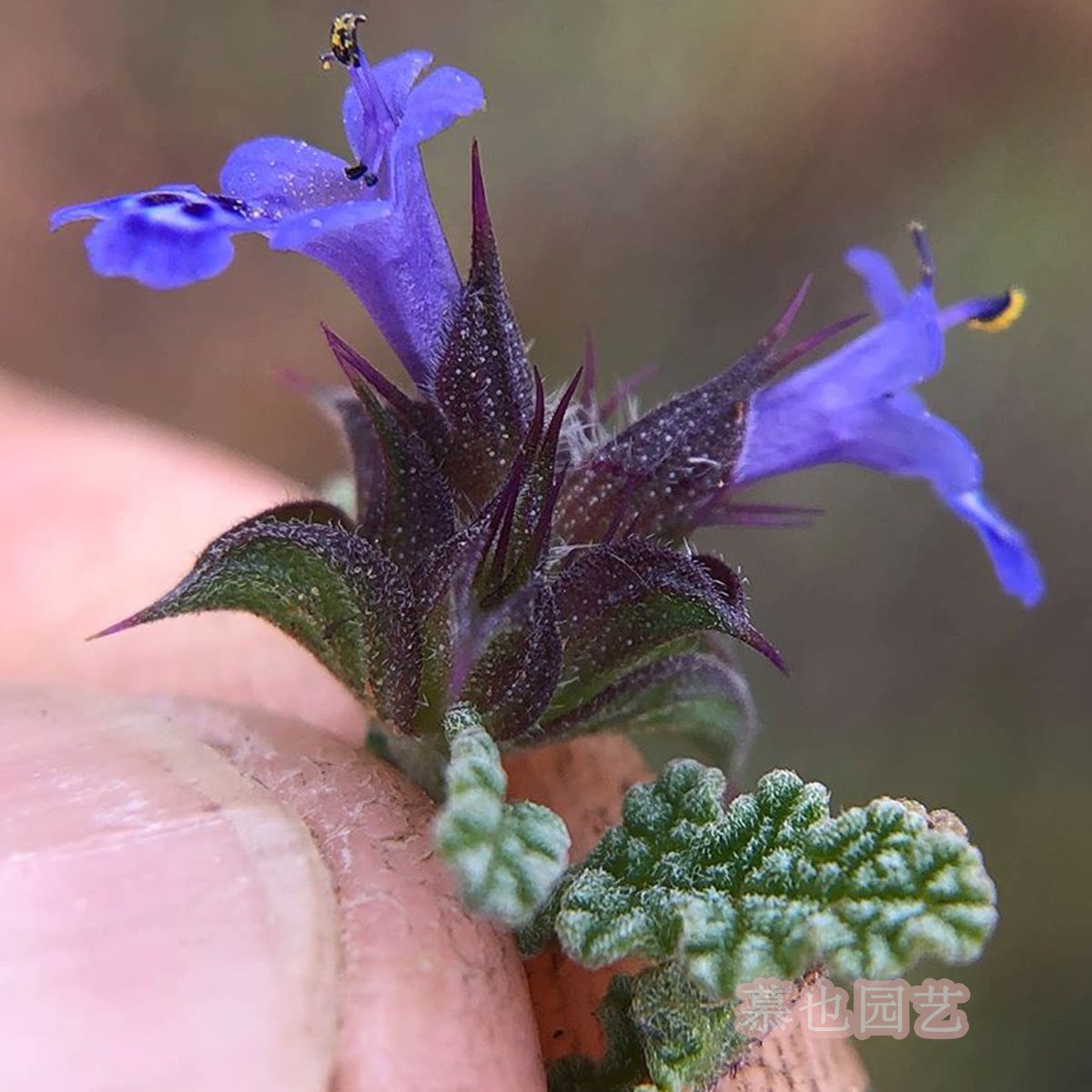鼠尾草原生飞鸽加州10粒庭院植物观叶植物植物家庭园艺种子