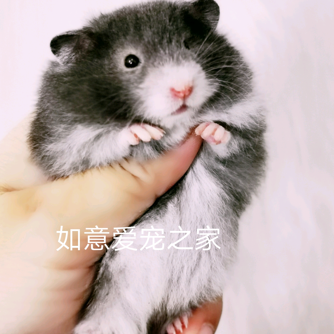 波利家养金丝熊黄波利波黑纹蜜稀有包活长毛熊长毛玩具