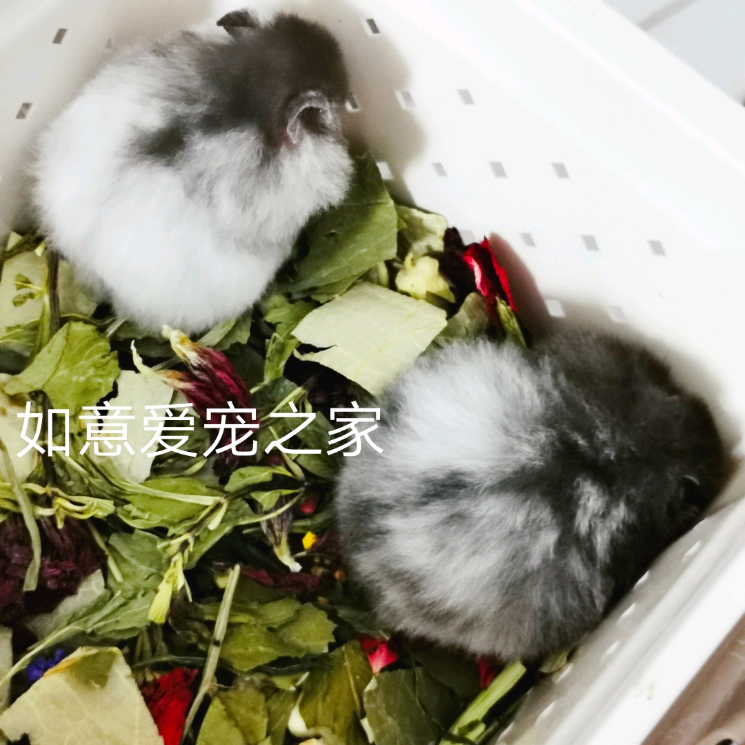 波利家养金丝熊黄波利波黑纹蜜稀有包活长毛熊长毛玩具