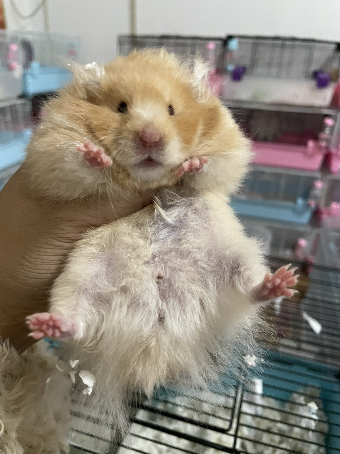 成年西施熊家养珍珠熊珍珠熊类长毛稀有银熊纹纯玩具