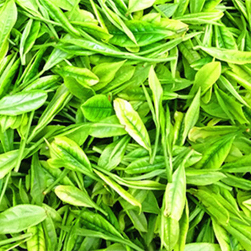 安吉白茶春茶新茶雨前茶大众茶叶自产自销味香汁浓125克一罐包邮