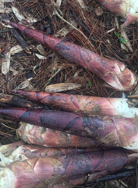 新鲜现挖临安自然野生天目山小竹笋