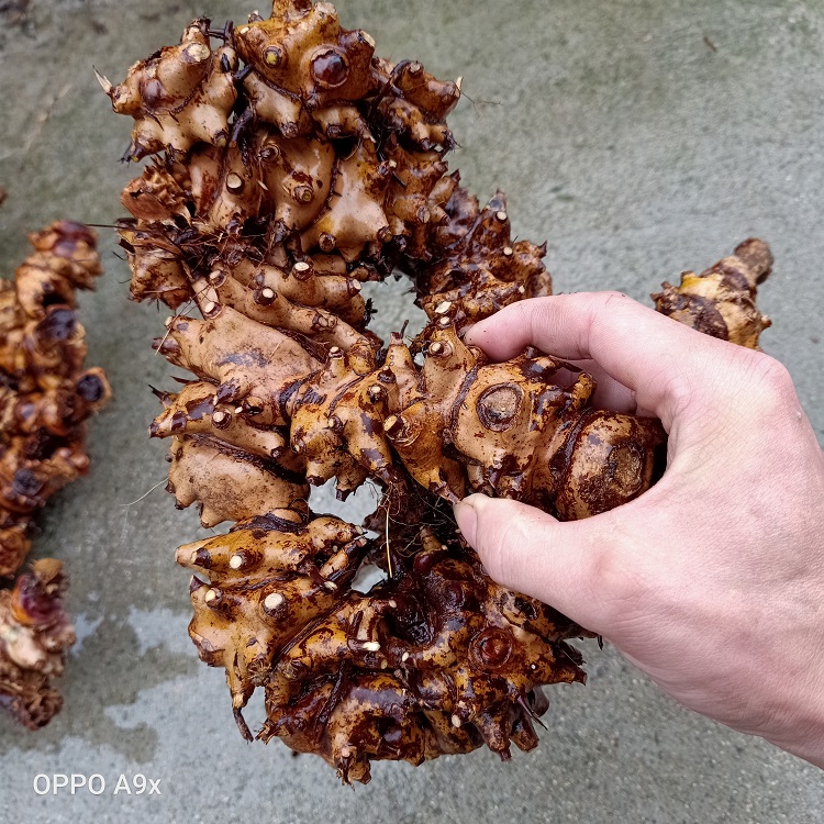 金刚中草药大通筋菝葜根500g茯苓藤铁菱角九牛其他药食同源食品