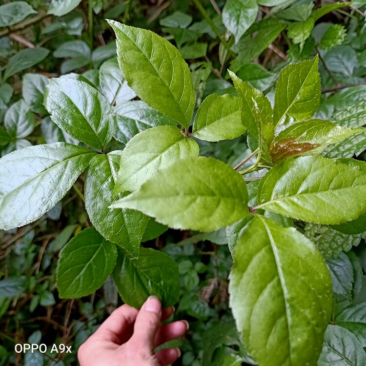 五加三加新鲜三叶白勒花皮刺二加鹅掌楸刺白刺尖其他药食同源食品