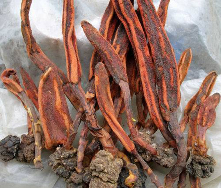 品保健男精选条装顶天柱回春草草从蓉泡酒补元纯正品包邮100克