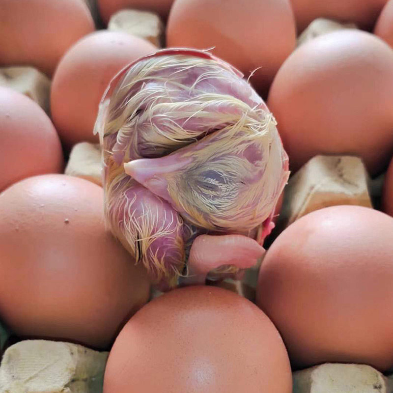 农家毛蛋营养鸡胚蛋活珠子新鲜13天喜蛋18天生30枚装毛鸡蛋生的_双氙