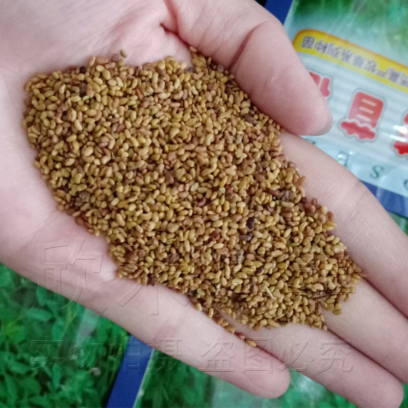 紫花苜蓿草种子春季夏秋季耐热四季牛羊兔子畜牧家庭园艺种子
