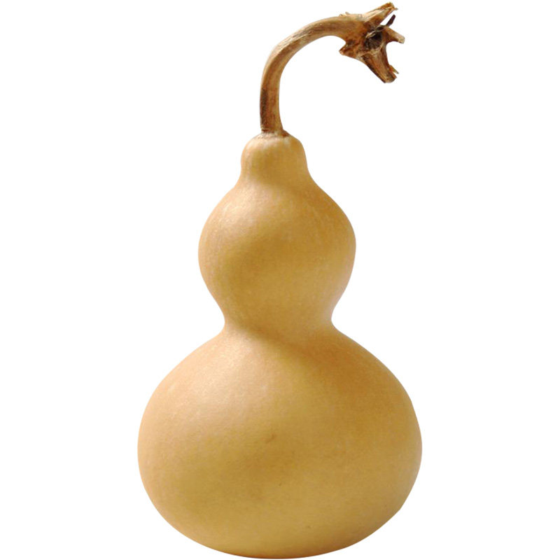 观赏葫芦种籽春季基地特大巨型小胡观光园四季家庭园艺种子