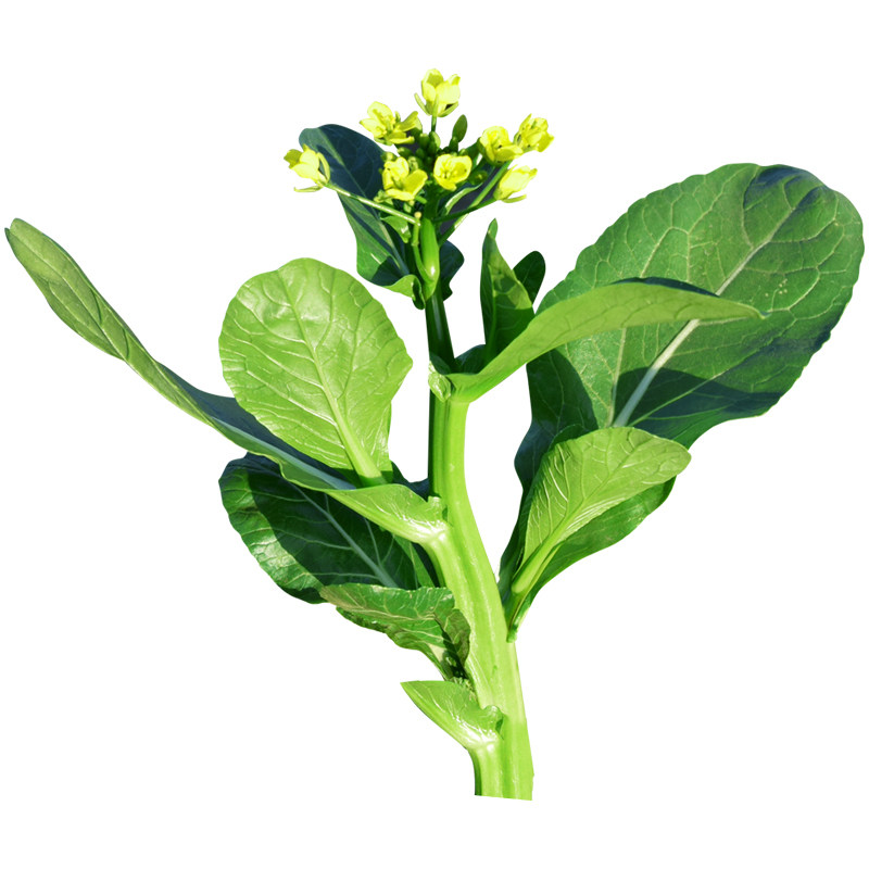 广东圆叶菜心种籽耐热夏秋季庭院盆栽四季种子家庭园艺种子