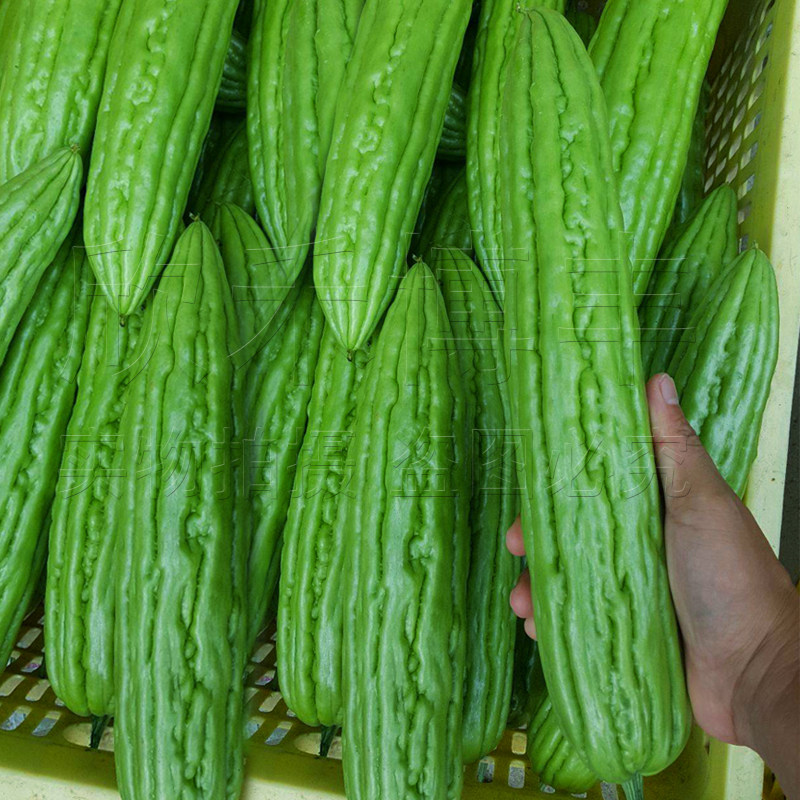 苦瓜油绿大肉翠竹种绿种子籽春夏秋季四季庭院家庭园艺种子