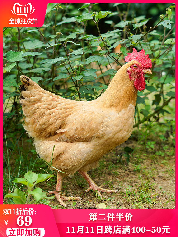 农家散养老母鸡现宰整鸡走地鸡土鸡新鲜鸡肉草鸡笨鸡第二份半价