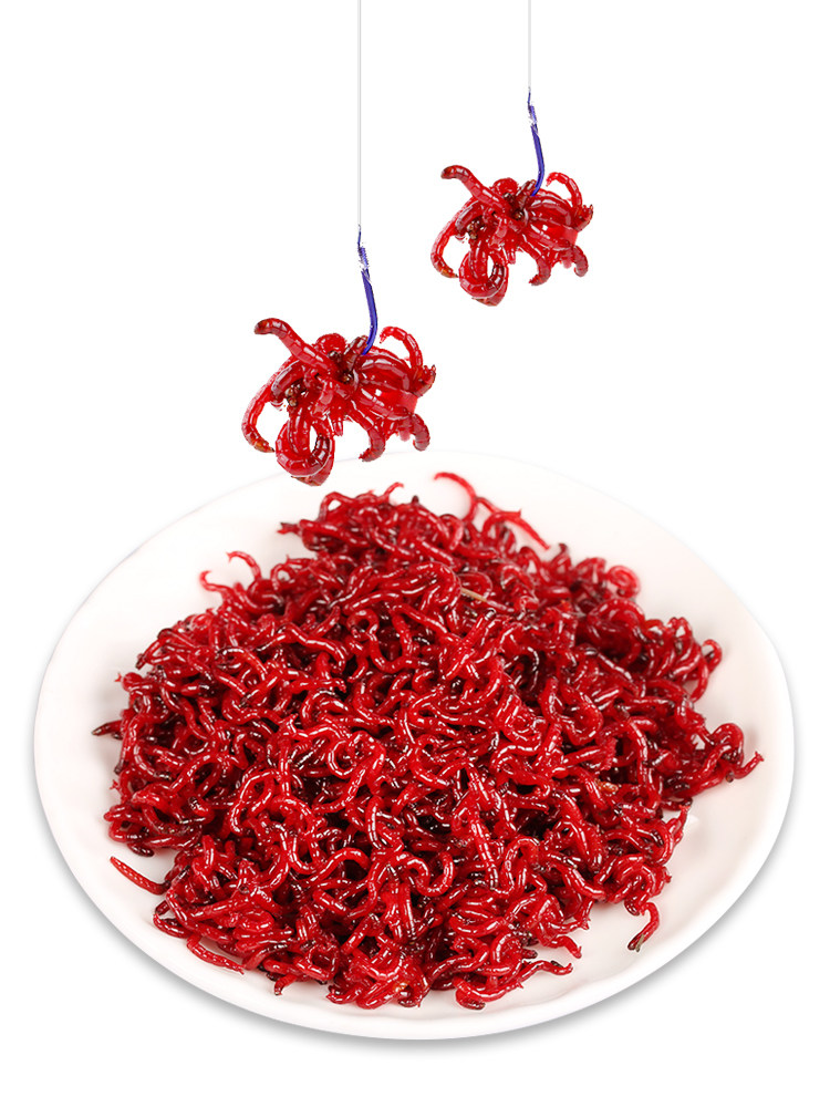 鱼饵鲜活红虫特大号公虫活体活饵拉饵鲫鱼野钓鱼饵