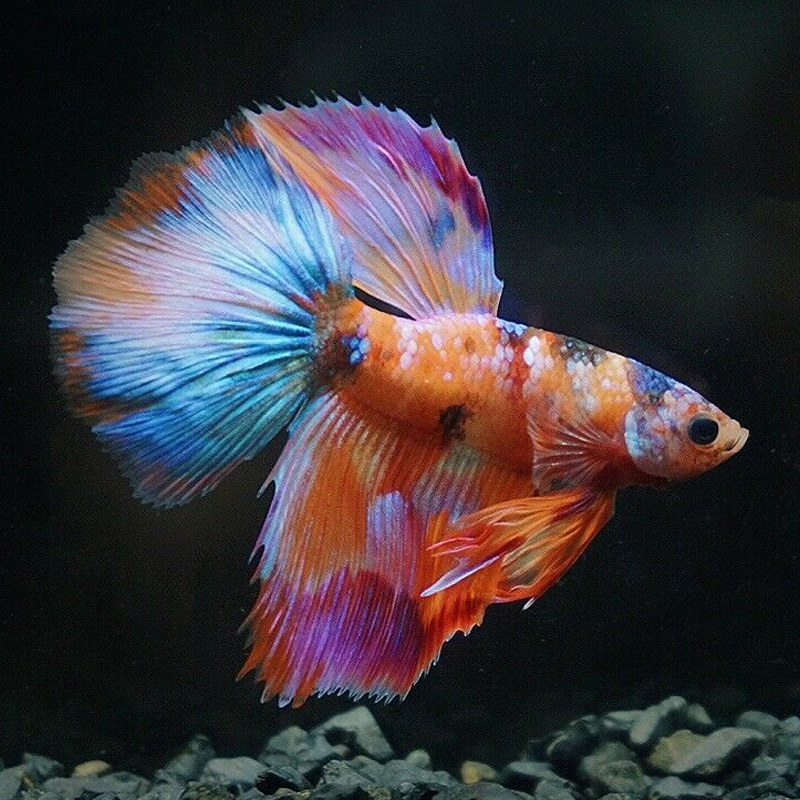 泰国斗鱼活鱼半月马尾狮王将军糖果活体热带鱼鱼