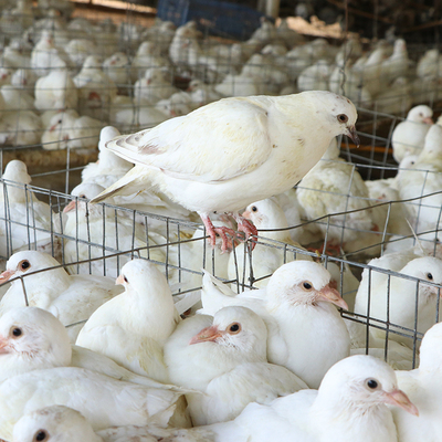深珍老乳鸽生鲜土鸽子肉食用生鲜冷冻新鲜现杀农家散养活体3只装