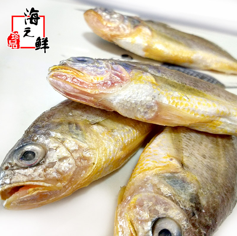 丹东黄海野生黄花鱼新鲜小黄黄鱼深海鱼类鲜活其它