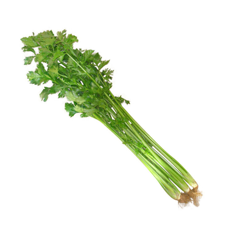 特色本芹鲍芹种子实心无渣青翠长细春秋秋冬季家庭园艺种子