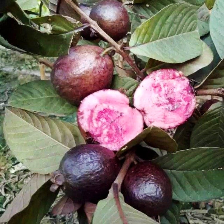 胭脂红树苗红皮红肉红心红叶番石榴苗嫁接苗盆栽苗南方果树苗四季