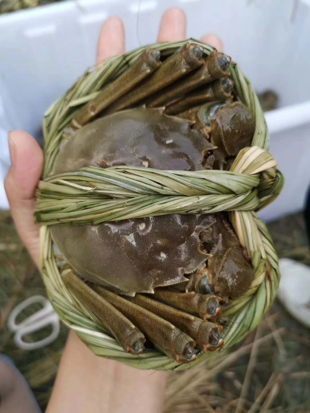 南京高淳鲜活固城湖大闸蟹公蟹4两母蟹2.8两共8只大闸蟹