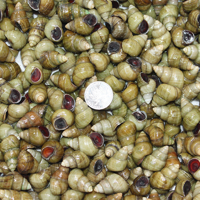 螺蛳田螺四斤大个清水新鲜鲜活活的活体石螺泥螺