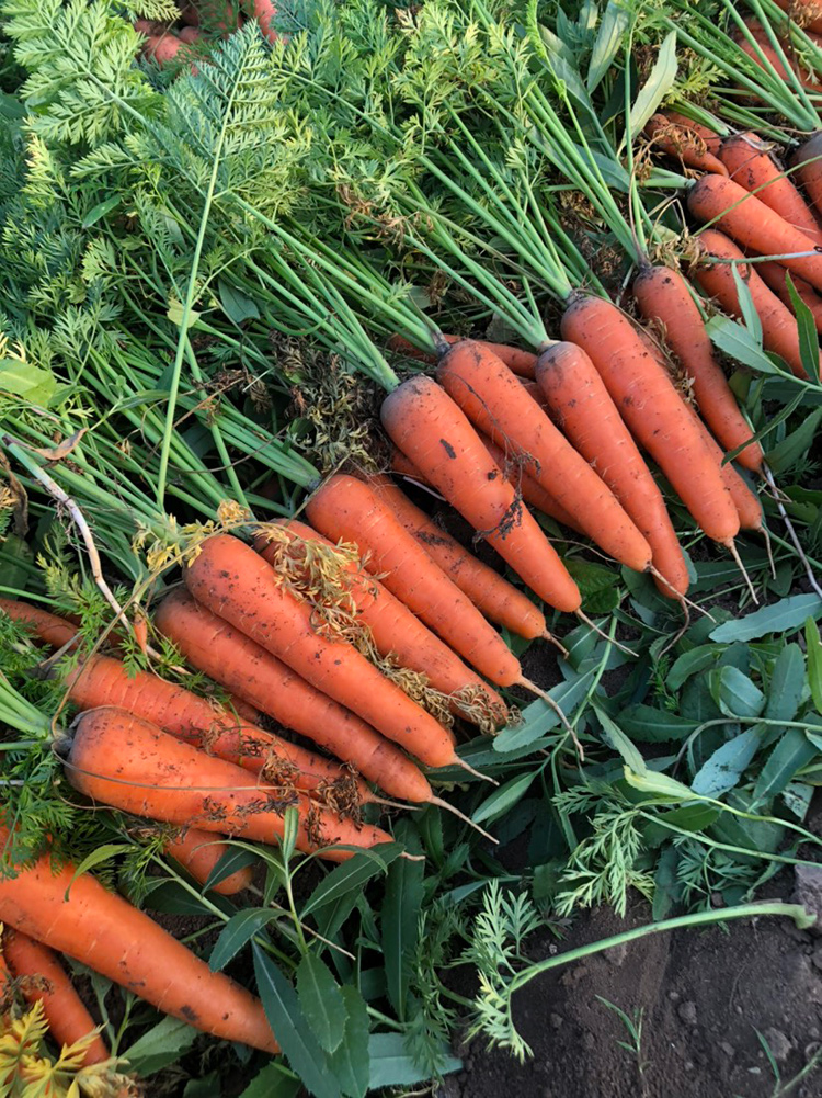 河南新鲜蔬菜农家自种现挖带泥水果胡萝卜新鲜 现挖红萝卜10斤
