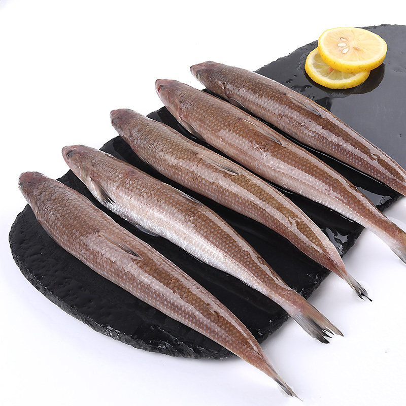 小梭鱼4斤海捕野生沙丁鱼海鲜水产鲜活海鱼小鱼深海捕捞生鲜新鲜_双氙
