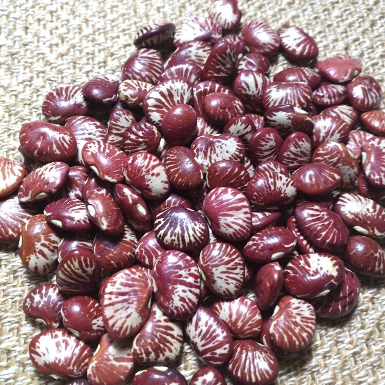 斑马豆500g肾豆花豆神豆农家荷包豆云南豆子 豆类杂粮 花芸豆包邮