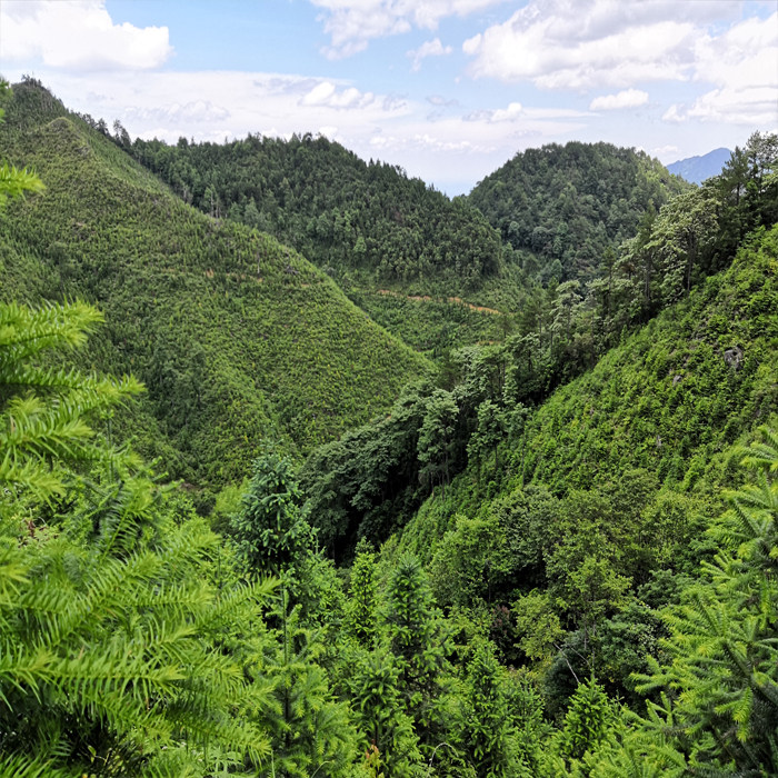 蜂蜜土蜂蜜高山纯正天然百花蜜500g装