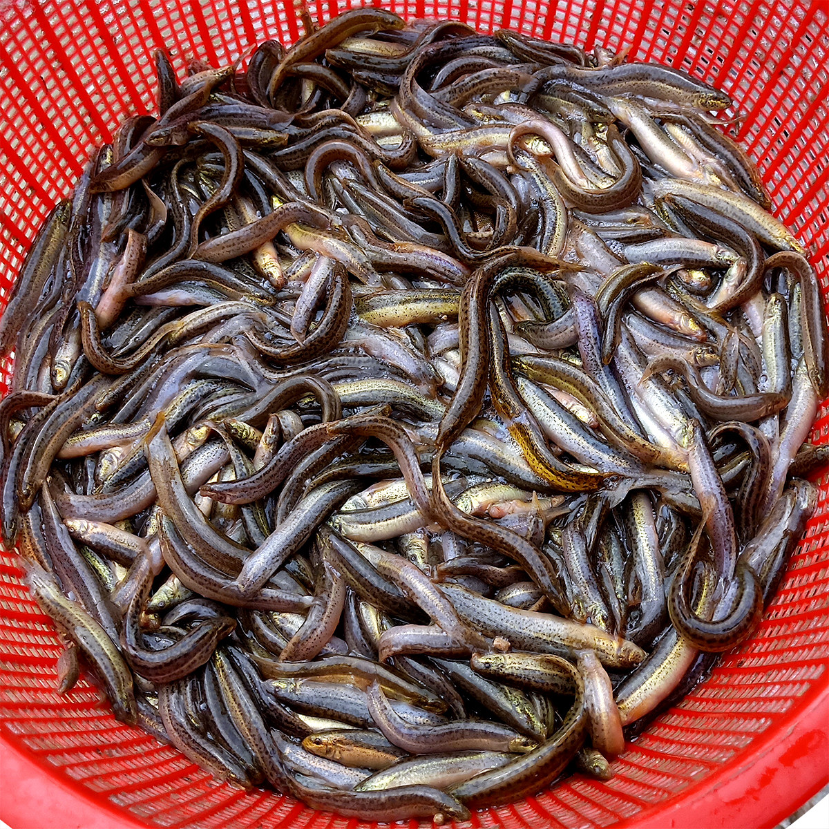 泥鳅活体台湾苗寸鱼苗饲料养殖放生淮安小泥鳅鱼