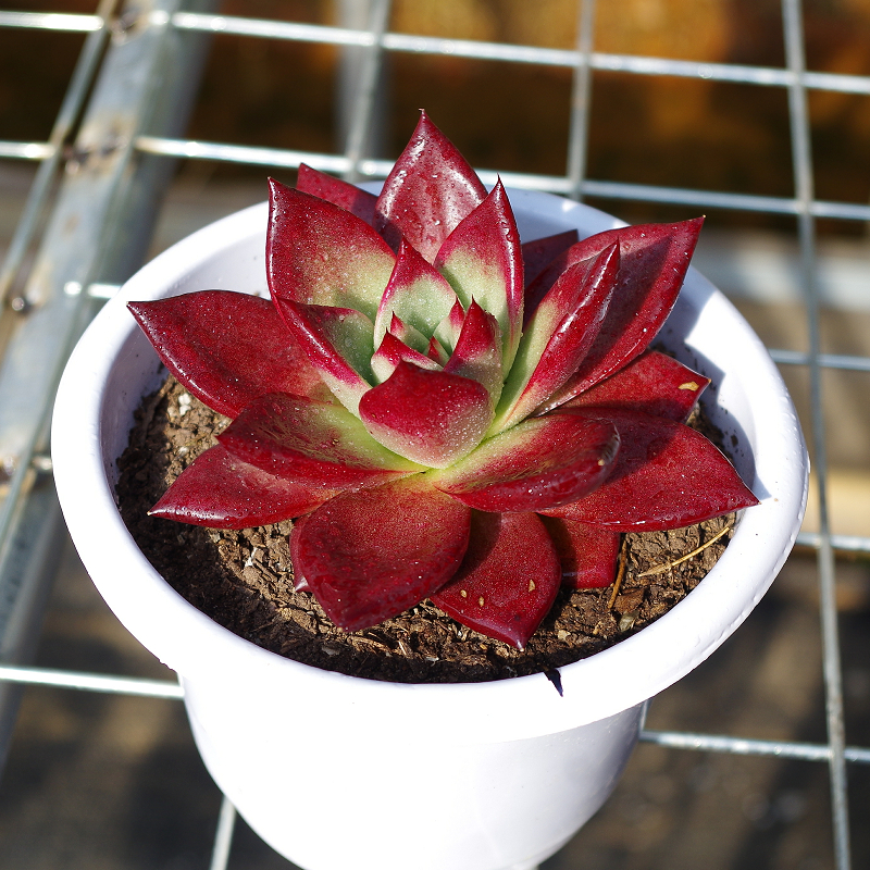 精品多肉植物卡宴罗宾稀有品种室内多肉植物