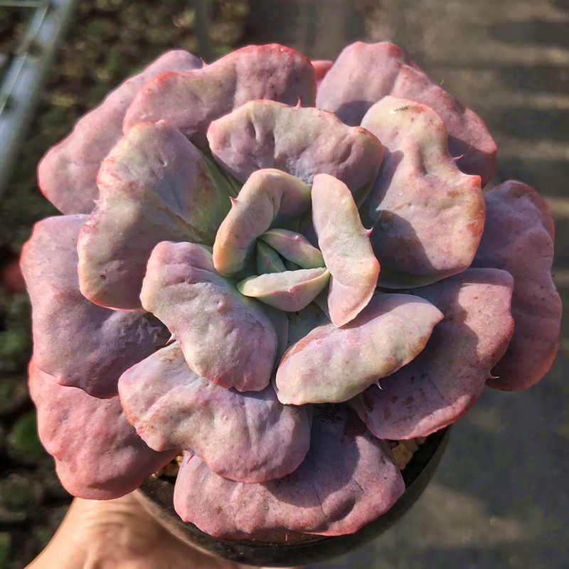 多肉植物可爱爱小老桩心之月室内桌面防辐射绿植多肉植物