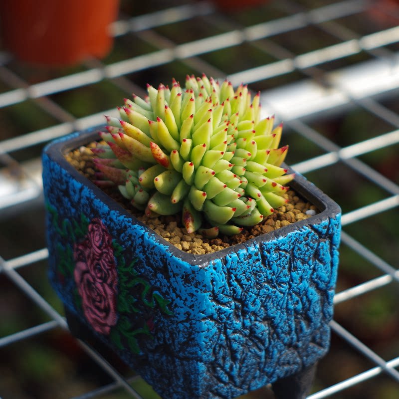 多肉植物精品虎鲸东云缀化稀有办公桌美观防辐射多肉植物