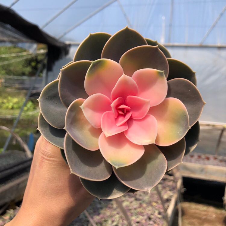 红心莲药锦多植物大盆稀有品种室内阳台花卉多肉植物