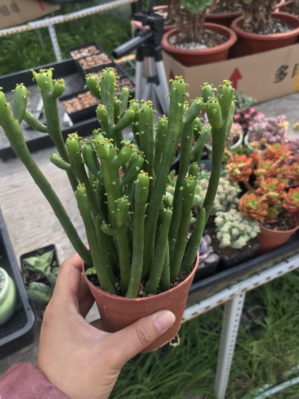 光棍盆栽防辐射花卉阳台室内新室内稀有植物多肉多肉植物