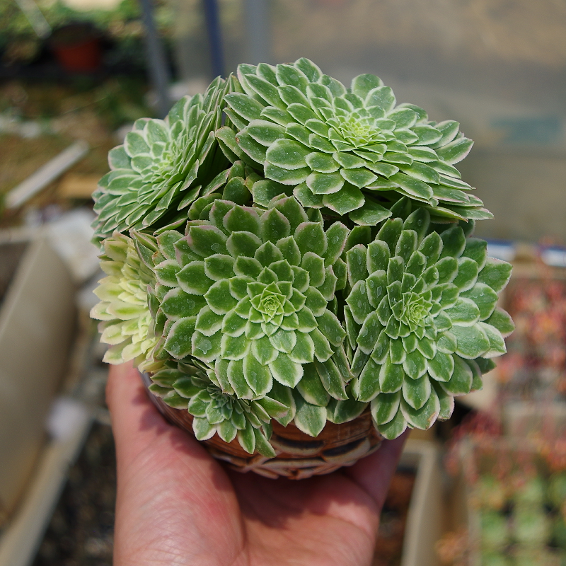 多肉室内防辐射盆栽花卉阳台植物稀有翡翠法师多肉植物