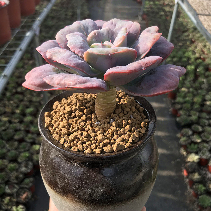 多肉植物可爱爱小老桩心之月室内桌面防辐射绿植多肉植物