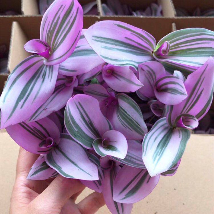 油画婚礼大盆多肉植物绿植花卉组合盆栽室内多肉植物