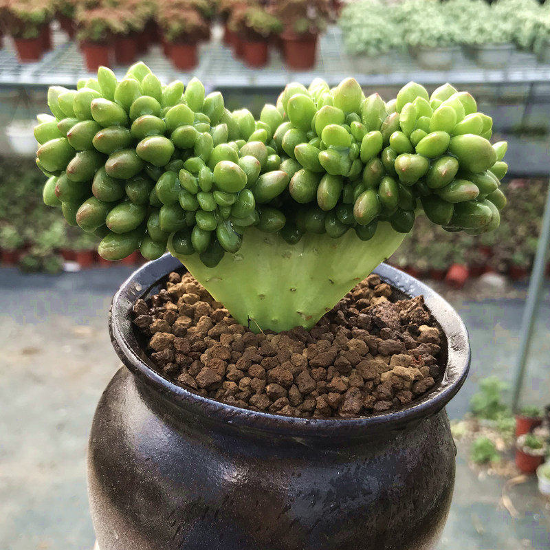多肉植物小老桩丸叶松之绿缀阳台办公桌防辐射绿植多肉植物
