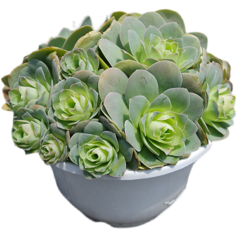 超大山地玫瑰多肉植物老桩耶罗鸡蛋室内阳台多肉植物