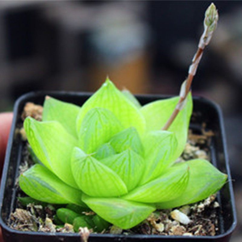 馨馨玉露室内带土含盆雨露十二植物园艺多肉多肉植物
